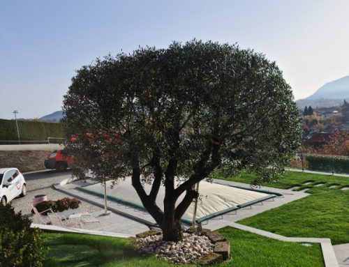 Giardino Moderno