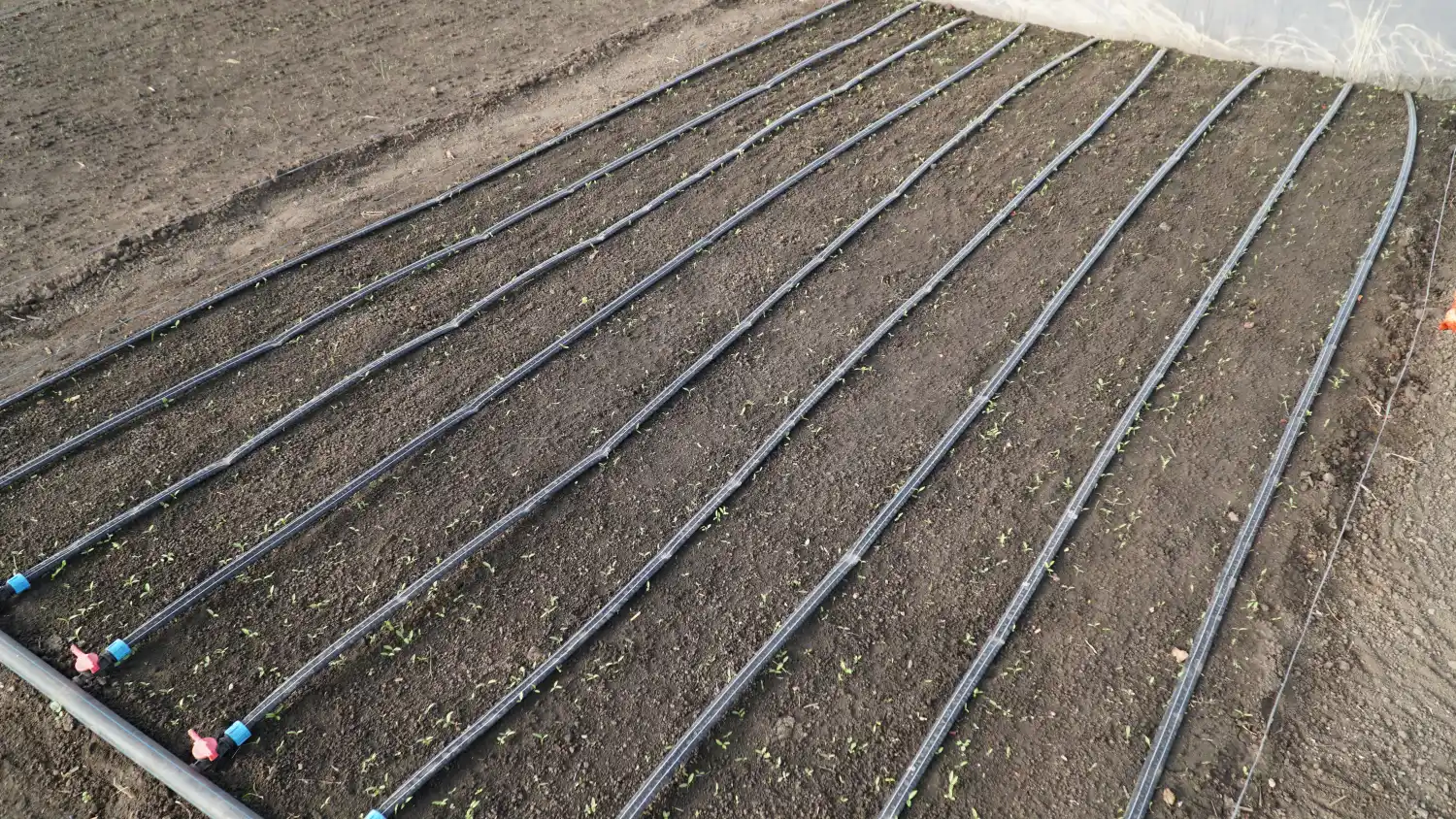 impianto-irrigazione-goccia