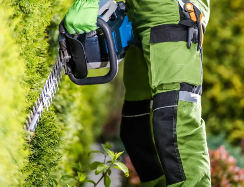 Potare le siepi a Torino: tecniche, tempi ideali e consigli per una crescita armoniosa