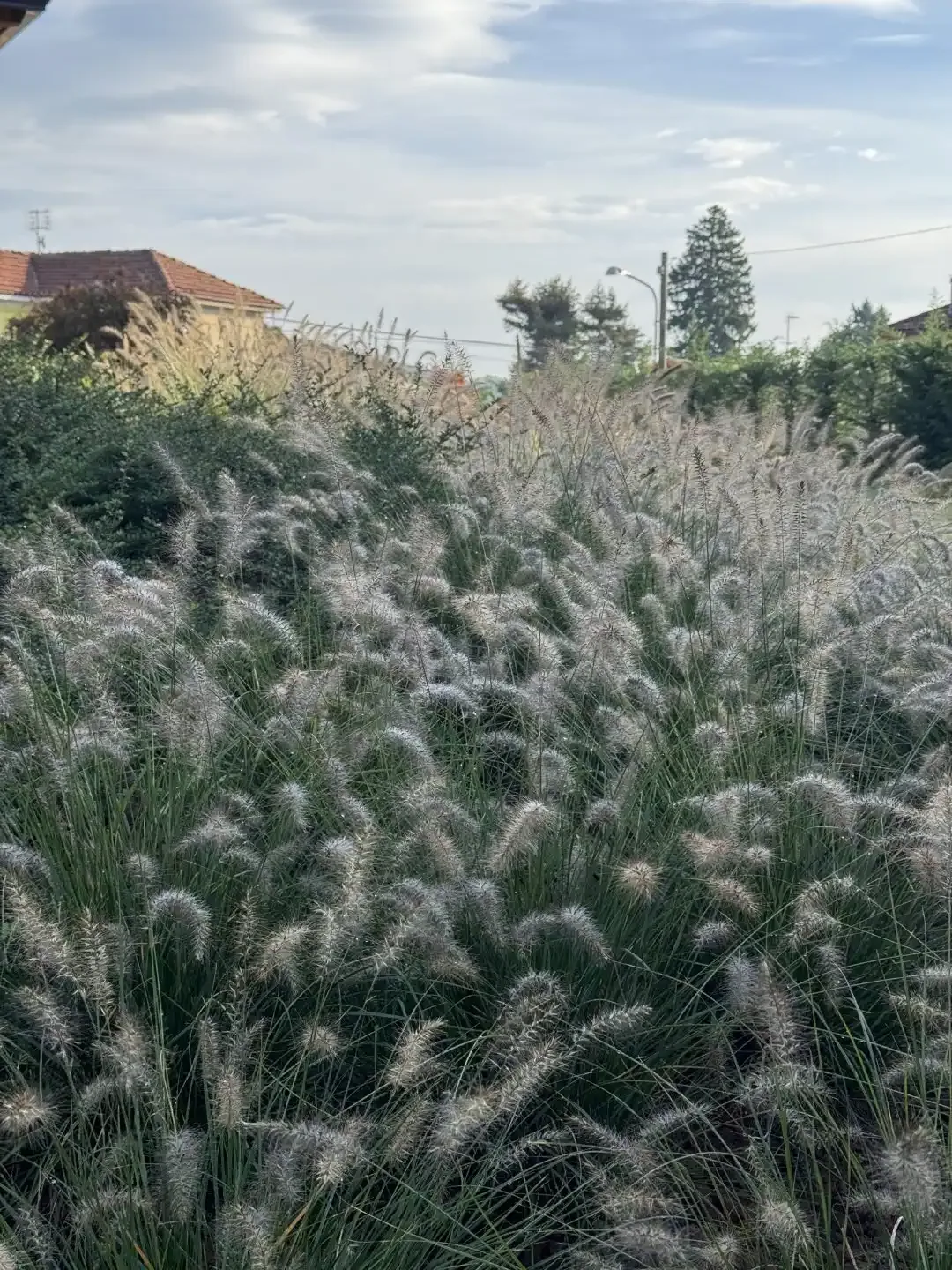 giardini-bio-sostenibili-torino