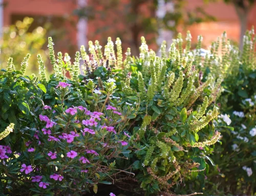 Giardino sostenibile a Torino: le migliori piante resistenti alla siccità per un verde duraturo