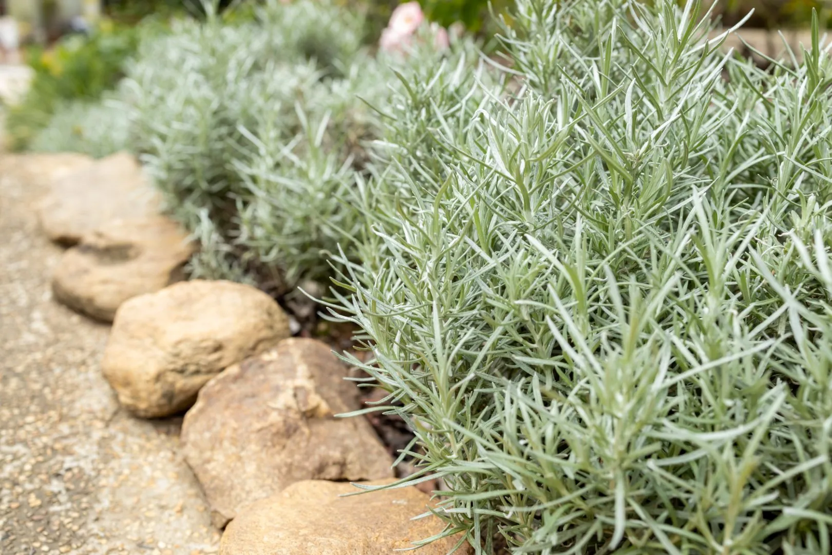 piante-xerofile-tappezzanti-giardino-siccita