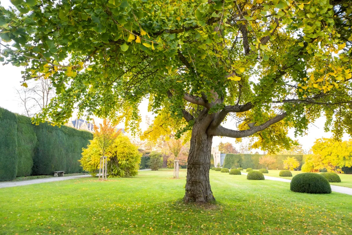 albero-alto-giardino-manutenzione-verde